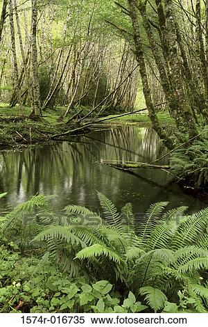 Stock Photography - Olympic National Park Washington USA. Fotosearch