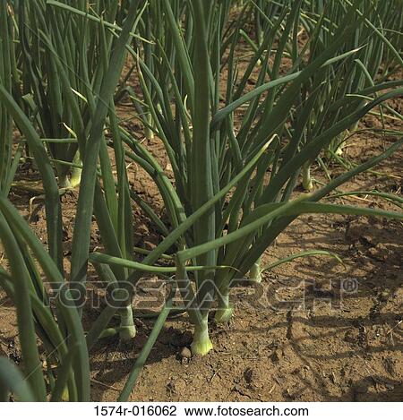 Onions View Large Photo Image Stock Image - Onions. Fotosearch