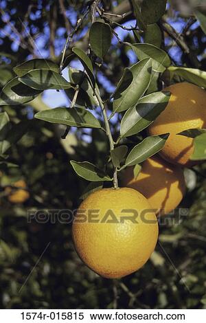 Oranges View Large Photo Image Stock Photography - Oranges. Fotosearch