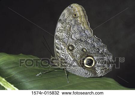 Stock Image - Owl Butterfly. Fotosearch