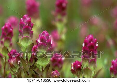 Owl Clovers View Large Photo Image Stock Photograph - Owl Clovers. Fotosearch