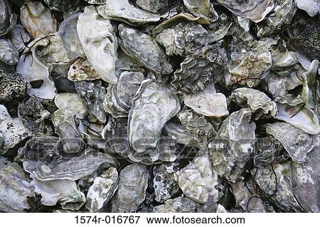 Oysters View Large Photo Image Stock Photo - Oysters. Fotosearch