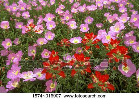 Stock Photo - Paintbrushes Primroses. Fotosearch