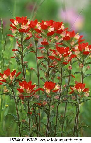 Stock Photograph - Paintbrushes. Fotosearch