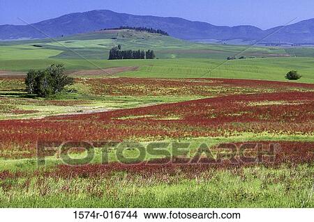 Picture - Palouse Hills Washington USA. Fotosearch