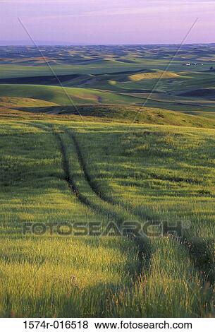 Stock Photo - Palouse Hills Washington USA. Fotosearch