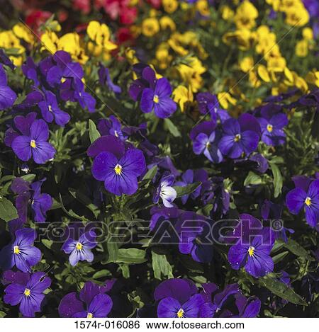 Pansies View Large Photo Image Stock Photograph - Pansies. Fotosearch