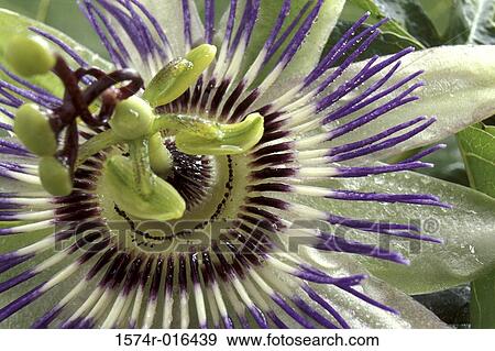 Passion Flower View Large Photo Image Stock Photo - Passion Flower. Fotosearch