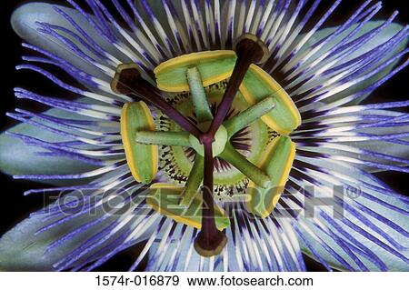 Passion Flower View Large Photo Image Stock Photo - Passion Flower. Fotosearch
