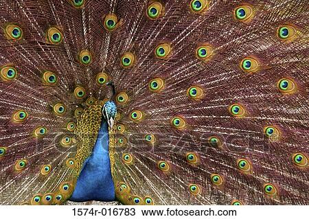 Stock Image - Peacock. Fotosearch
