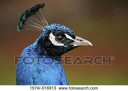 Stock Image - Peacock. Fotosearch