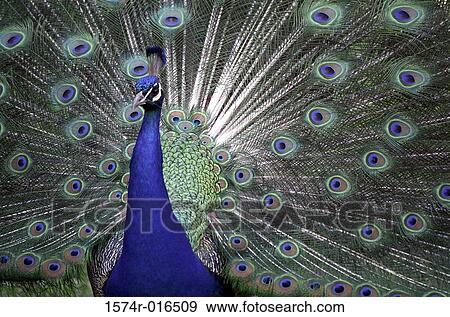 Stock Photo - Peacock. Fotosearch