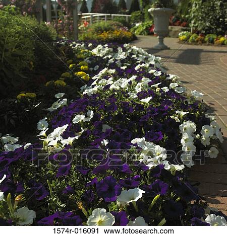 Petunias View Large Photo Image Stock Image - Petunias. Fotosearch