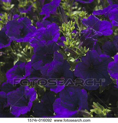 Petunias View Large Photo Image Stock Image - Petunias. Fotosearch