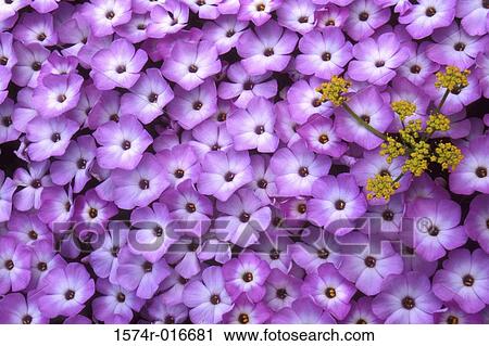 Phlox Lomatium View Large Photo Image Stock Image - Phlox Lomatium. Fotosearch