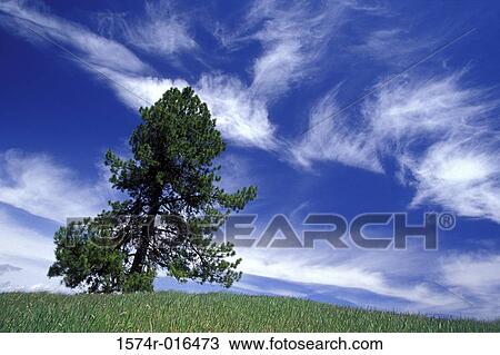 Stock Image - Pine. Fotosearch