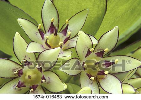 Stock Image - Pineapple Lilies. Fotosearch