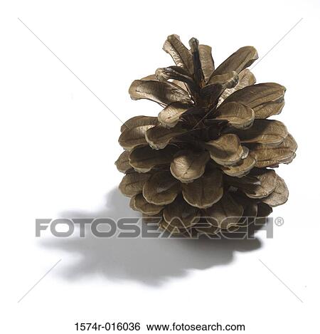 Stock Photograph - Pinecone. Fotosearch
