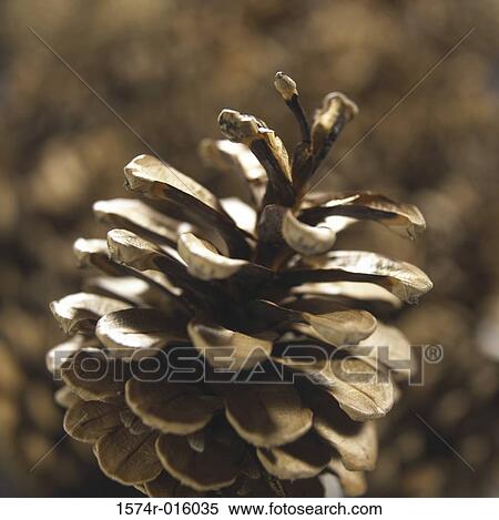 Pinecone View Large Photo Image Stock Photography - Pinecone. Fotosearch