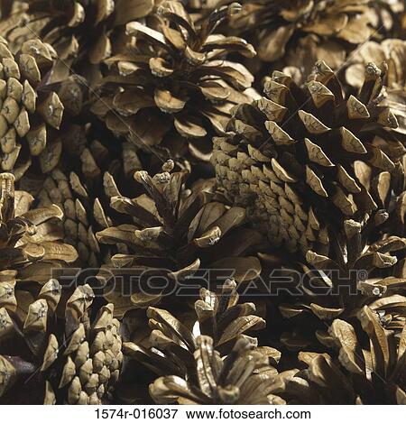 Stock Photo - Pinecones. Fotosearch