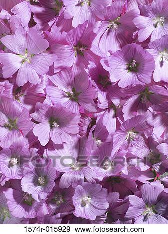 Pink Mallows View Large Photo Image Stock Photo - Pink Mallows. Fotosearch
