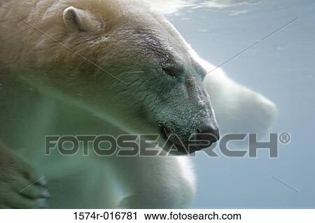 Stock Image - Polar Bear. Fotosearch