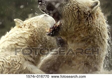 Polar Bears View Large Photo Image Stock Image - Polar Bears. Fotosearch