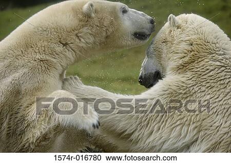 Stock Image - Polar Bears. Fotosearch