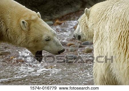 Polar Bears View Large Photo Image Stock Photo - Polar Bears. Fotosearch