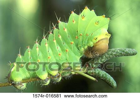 Polyphemus Moth Caterpillar View Large Photo Image Stock Image - Polyphemus Moth Caterpillar. Fotosearch