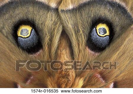 Polyphemus Moth View Large Photo Image Stock Photography - Polyphemus Moth. Fotosearch
