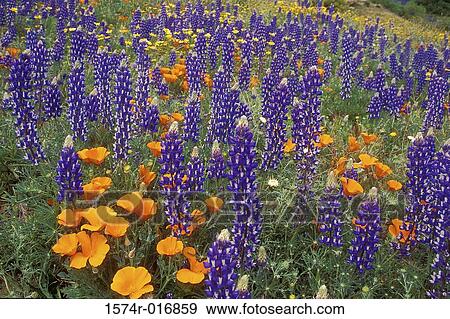 Poppies Lupines View Large Photo Image Stock Photo - Poppies Lupines. Fotosearch