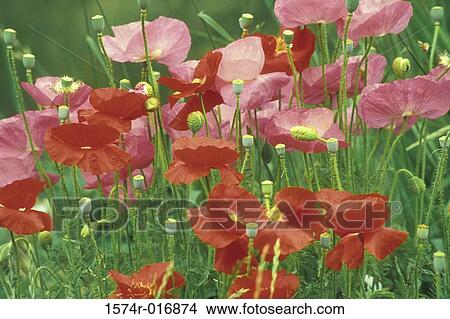 Poppies View Large Photo Image Picture - Poppies. Fotosearch