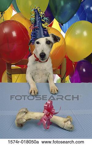 Portrait of a dog wearing a birthday hat View Large Photo Image Stock Image - Portrait of a dog wearing a birthday hat. Fotosearch