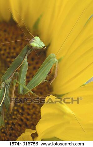 Stock Photograph - Praying Mantis Sunflower. Fotosearch