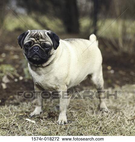 Pug View Large Photo Image Stock Image - Pug. Fotosearch