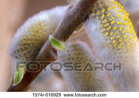 Pussy Willows View Large Photo Image Stock Photo - Pussy Willows. Fotosearch