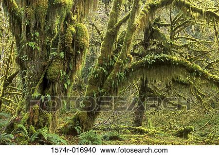 Quinault Rainforest Olympic National Park Washington, USA View Large Photo Image Stock Image - Quinault Rainforest Olympic National Park Washington, USA. Fotosearch