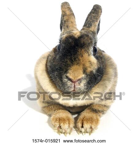 Rabbit View Large Photo Image Stock Image - Rabbit. Fotosearch