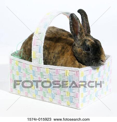 Rabbit View Large Photo Image Stock Image - Rabbit. Fotosearch