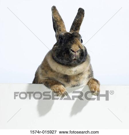 Rabbit View Large Photo Image Stock Photo - Rabbit. Fotosearch