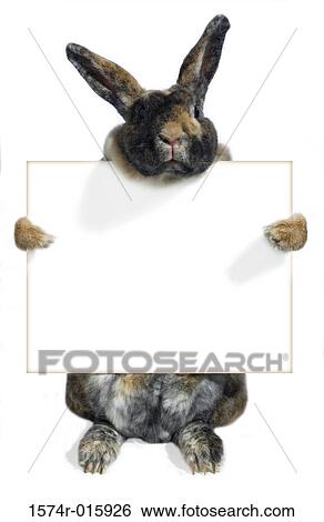 Rabbit View Large Photo Image Stock Photograph - Rabbit. Fotosearch