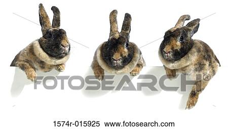 Rabbits View Large Photo Image Stock Photography - Rabbits. Fotosearch