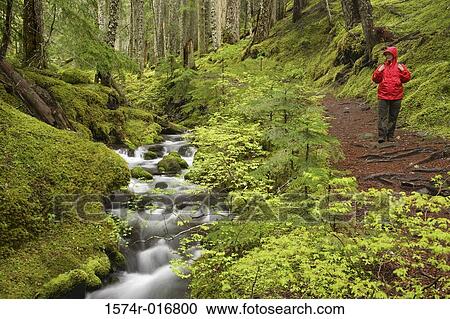Stock Image - Ramona Creek Mount Hood Wilderness Oregon USA. Fotosearch