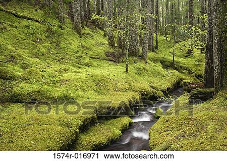 Stock Image - Ramona Creek Mount Hood Wilderness Oregon, USA. Fotosearch