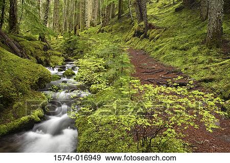Stock Photo - Ramona Creek Mount Hood Wilderness Oregon, USA. Fotosearch
