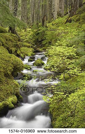 Ramona Creek Mount Hood Wilderness Oregon, USA View Large Photo Image Stock Photo - Ramona Creek Mount Hood Wilderness Oregon, USA. Fotosearch