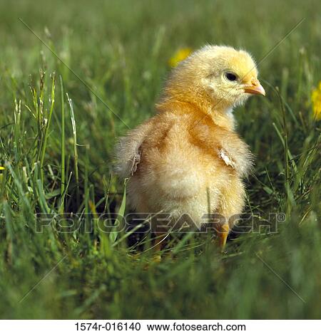 Rear view of a baby chicken View Large Photo Image Stock Image - Rear view of a baby chicken. Fotosearch