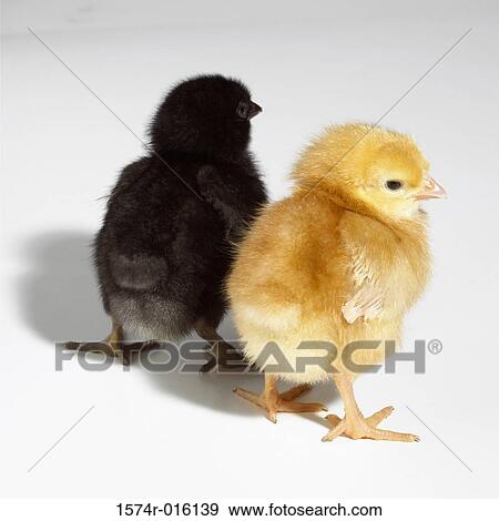 Rear view of two baby chicken View Large Photo Image Stock Photo - Rear view of two baby chicken. Fotosearch