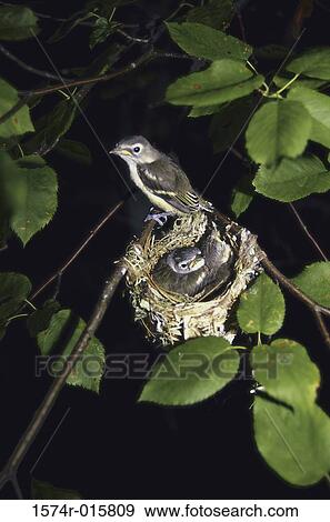 Stock Photo - Red-eyed Vireos. Fotosearch